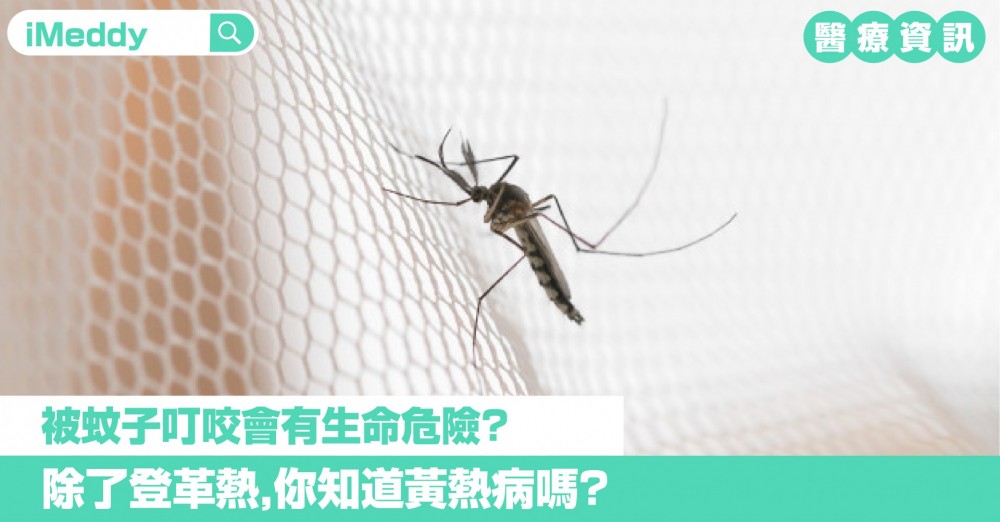 被蚊子叮咬會有生命危險？ 除了登革熱，你知道黃熱病嗎？
