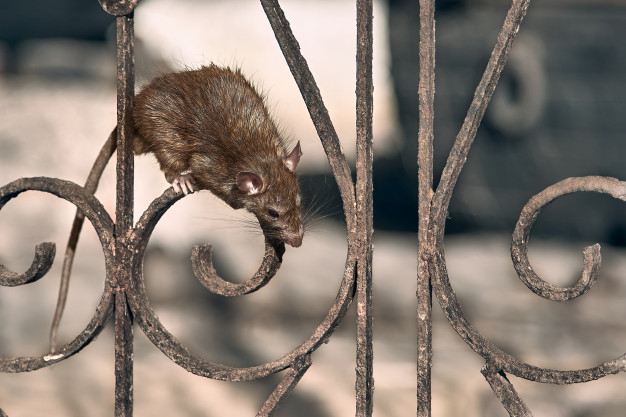 The brown rat climbs the temple fence. Premium Photo